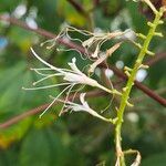 Aesculus parviflora Flor