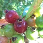 Psidium cattleyanum Плод