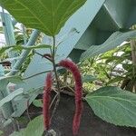 Acalypha hispidaFlower