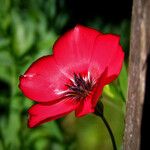 Linum grandiflorum 花