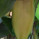 Musa balbisiana Flower