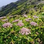 Daucus decipiens Žiedas