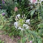 Cleome speciosa പുഷ്പം