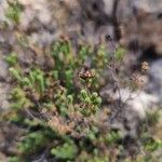 Hypericum ericoides Flower