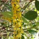 Agrimonia eupatoria Blomma