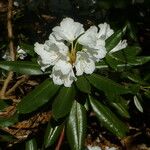 Rhododendron hyperythrum Virág