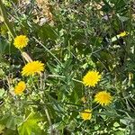 Sonchus tenerrimus Квітка