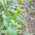 Galium rubioides Lubje