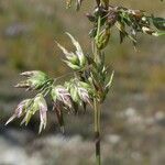 Poa alpina Flower