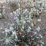 Lavandula angustifolia Листок