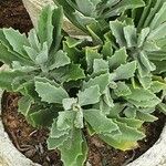 Kalanchoe millotii Leaf