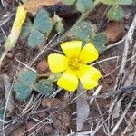 Oxalis lasiopetala Flor