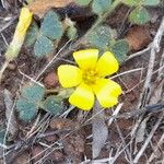 Oxalis lasiopetala Floare