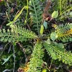 Achillea odorata Foglia