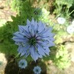 Nigella damascenaBlüte