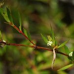 Ernodea littoralis Hoja