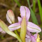 Ophrys tenthredinifera Flor