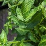 Rubus illecebrosus Leaf