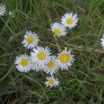 Aphanostephus ramosissimus Flower