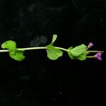 Epilobium amurense Alkat (teljes növény)