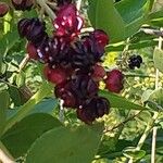 Coriaria myrtifolia Fruit