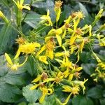 Senecio ovatus Flower