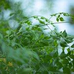 Millingtonia hortensis Leaf