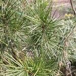 Sciadopitys verticillata Likasa