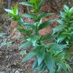 Ixanthus viscosus Hoja
