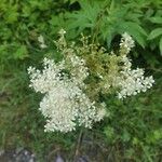 Filipendula ulmariaΛουλούδι