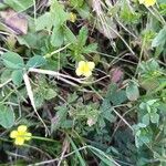 Potentilla erecta Flower