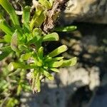 Limbarda crithmoides Blatt