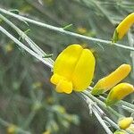 Genista cinereaFlor