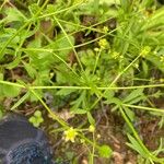 Ranunculus abortivus Feuille