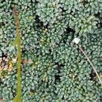 Saxifraga squarrosa Leaf