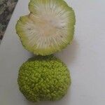 Maclura pomifera ഫലം