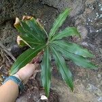 Dimerocostus strobilaceus Лист