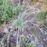 Festuca filiformis Foglia