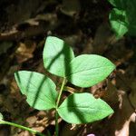 Lathyrus venetus Blad