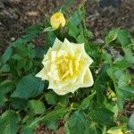 Rosa chinensis 花
