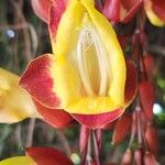 Thunbergia mysorensis Flower