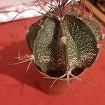 Astrophytum capricorne Leht