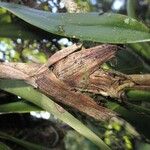 Maxillaria fulgens Lubje