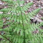 Dryopteris carthusiana Hoja