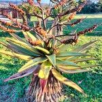 Aloe marlothii 葉