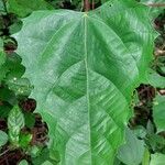 Macaranga monandra Leaf