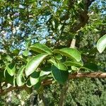 Lagerstroemia indica Leaf