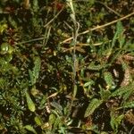 Antennaria monocephala
