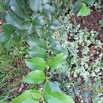 Ligustrum japonicum List