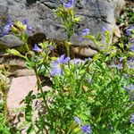 Polemonium pulcherrimum ᱥᱟᱠᱟᱢ